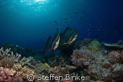 Two Batfish in the Northern Great Barrier Reef, Nikon D200 by Steffen Binke 